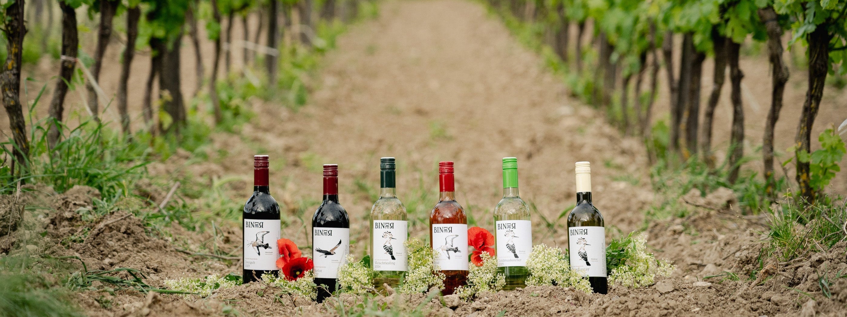 Weinflaschen vom Weingut Binder stehen im Weingarten bei Mörbisch am See, Neusiedlersee, Burgenland, Österreich.