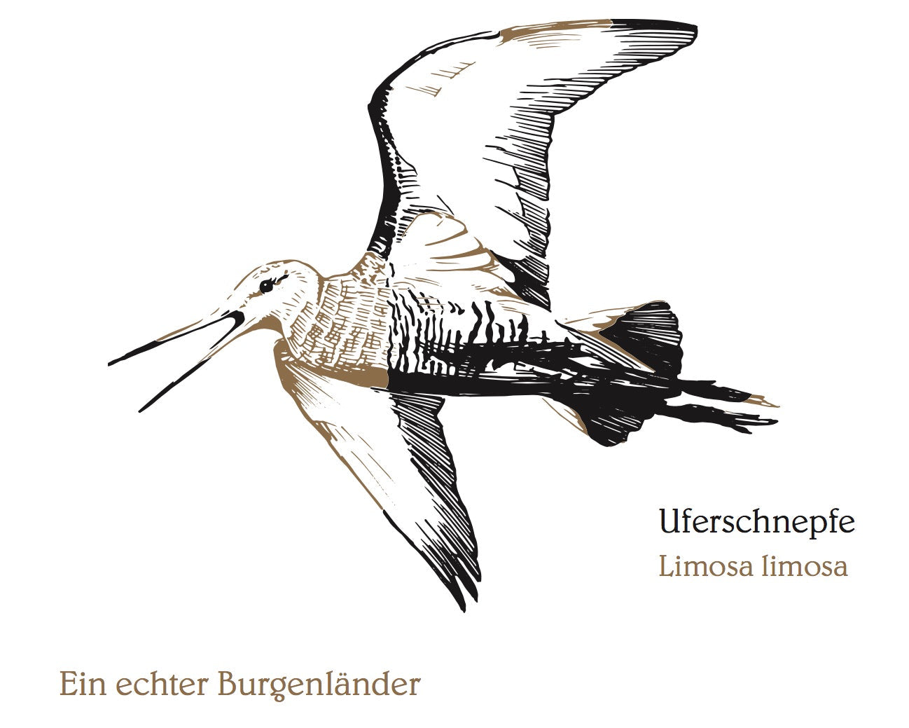 Weinflaschen Etikett Uferschnepfe vom Weingut Binder aus Mörbisch am See, Neusiedlersee, Burgenland, Österreich. Ein echter Burgenländer.